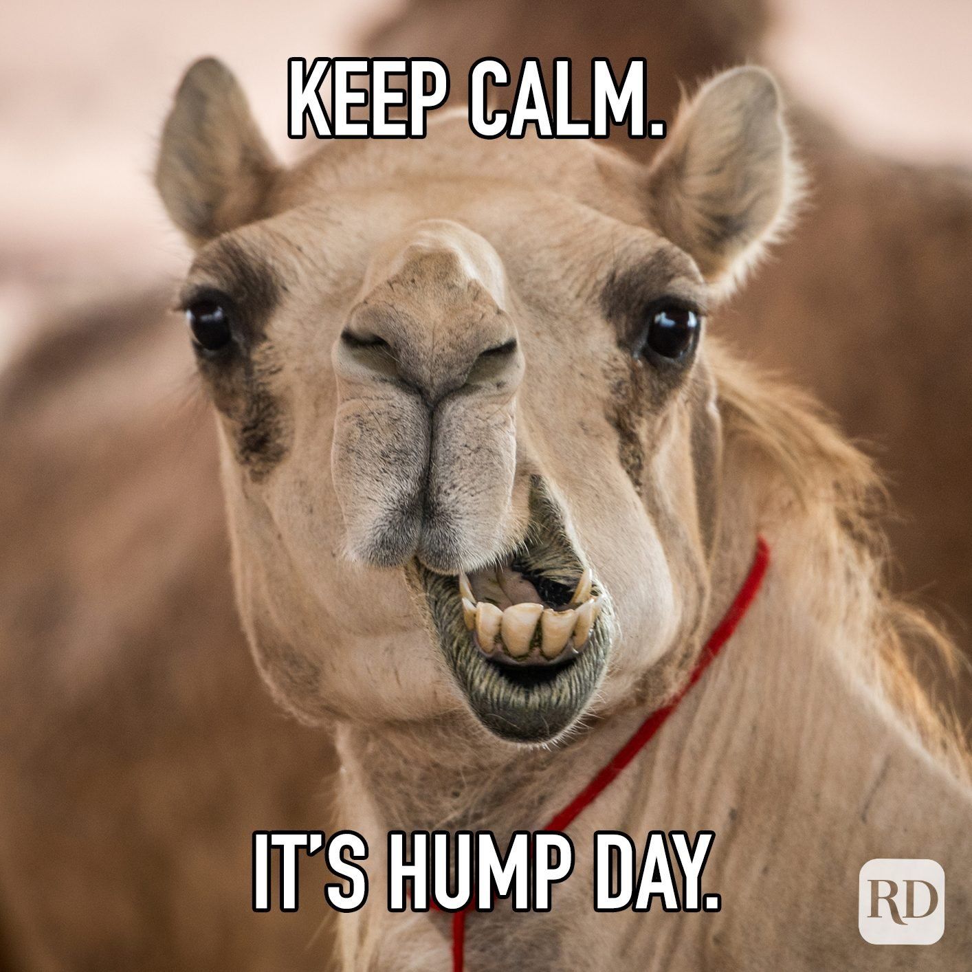 keep-cal-its-hump-day.jpg