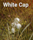 White Cap Mushroom.png