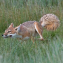 VeloxVulpes